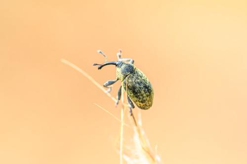 Larinus sp.