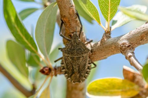 Mustha spinosula