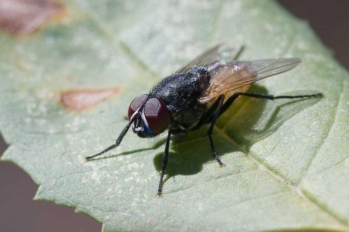 Réf. 349 069 : Musca sp.