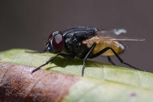 Réf. 349 012 : Musca sp.