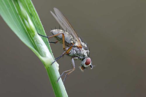Hylemya vagans