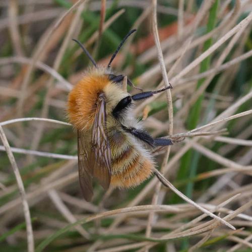 Réf. 349 210 : Bombus pascuorum