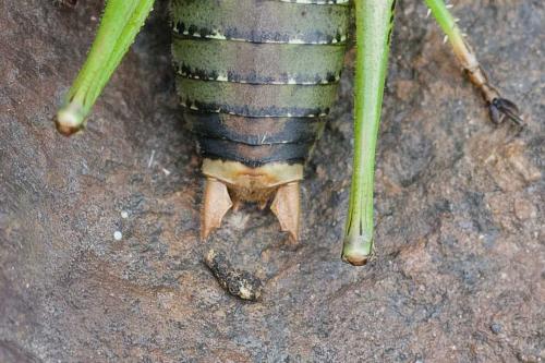 Antaxius chopardi