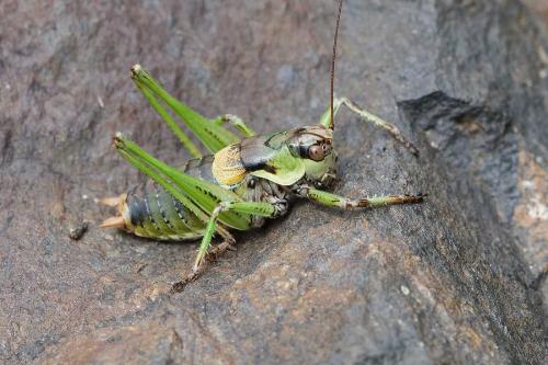 Réf. 349 214 : Antaxius chopardi