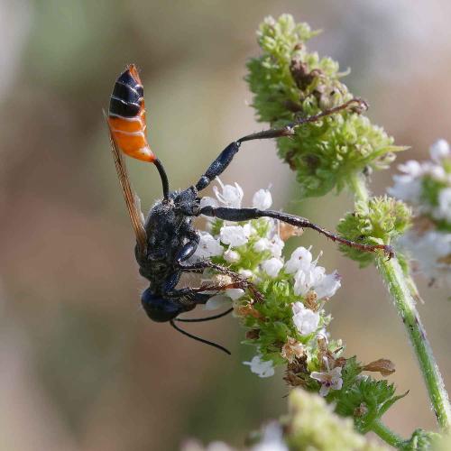 Prionyx kirbii