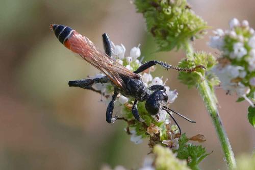 Prionyx kirbii