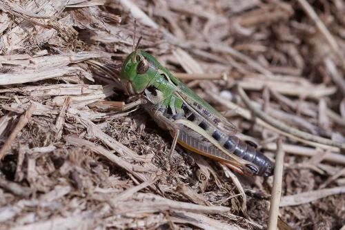 Réf. 349 680 : Stenobothrus nigromaculatus nigromaculatus