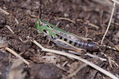 Réf. 349 681 : Stenobothrus nigromaculatus nigromaculatus