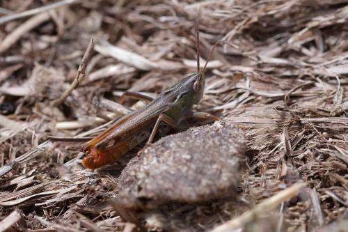 Réf. 349 682 : Stenobothrus nigromaculatus nigromaculatus