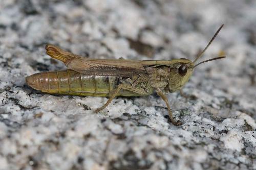 Chorthippus apricarius apricarius