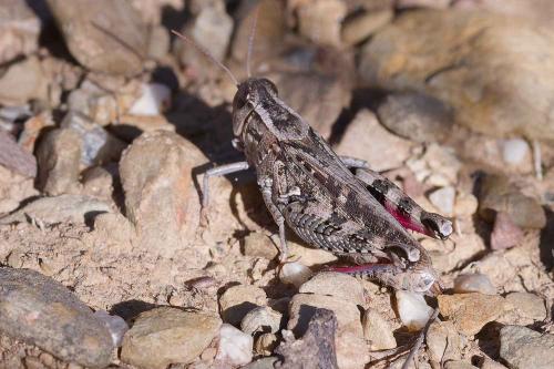 Calliptamus sp.