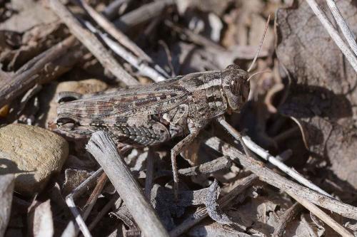 Calliptamus sp.
