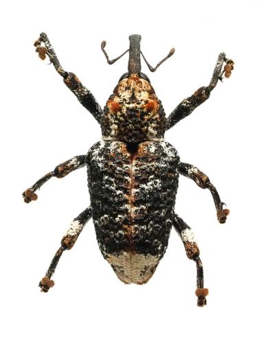 Réf. 349 938 : Eucryptorrhynchus sp.