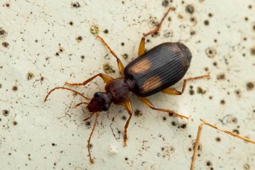 Réf. 349 943 : Dromius agilis