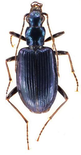 Anchomenus cyaneus