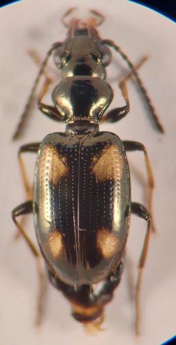 Bembidion quadripustulatum