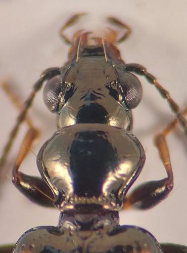 Bembidion quadripustulatum