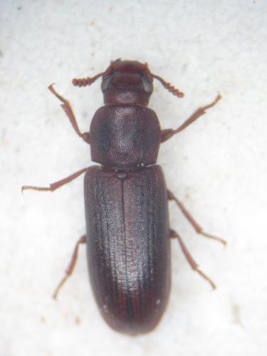Lyphia sp.