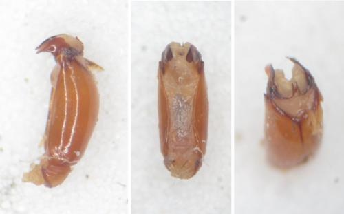 Triodontella sp.