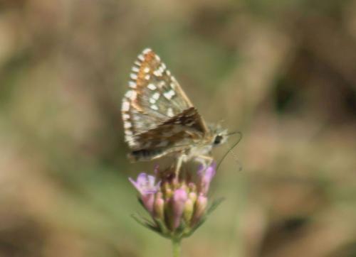 Pyrgus sp.
