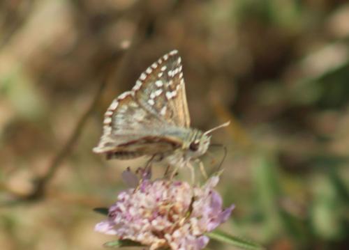 Pyrgus sp.