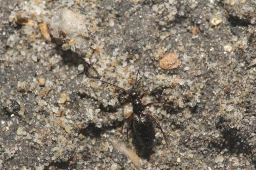 Réf. 349 100 : Laemocoris remanei