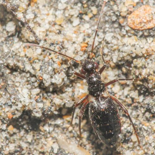 Réf. 349 357 : Laemocoris remanei
