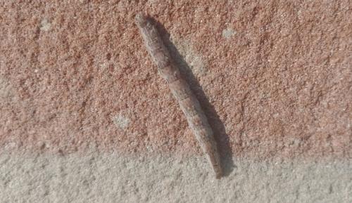Réf. 349 062 : Dysgonia algira