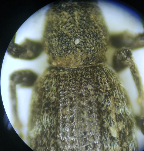 Otiorhynchus sp.