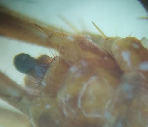 Réf. 349 267 : Eupolybothrus longicornis