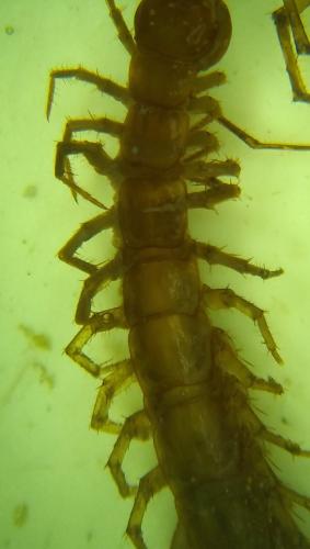 Eupolybothrus longicornis