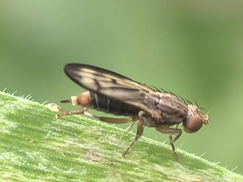 Opomyza germinationis