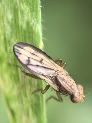 Opomyza germinationis
