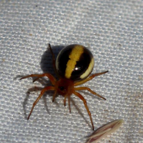 Réf. 349 162 : Hypsosinga sp.