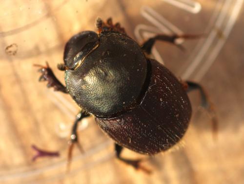 Onthophagus illyricus