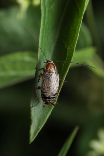 Réf. 349 479 : Ectobius lucidus
