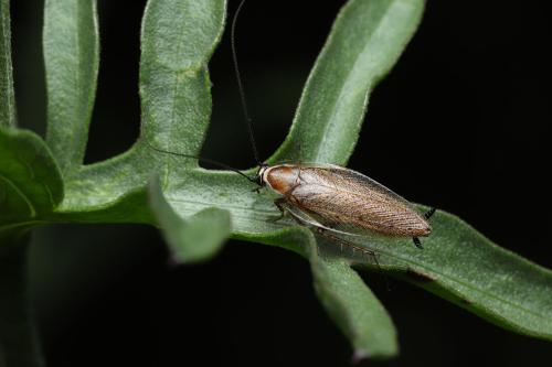 Réf. 349 480 : Ectobius lucidus