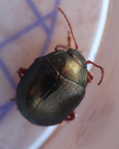 Chrysolina peregrina