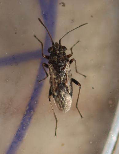Nysius sp.