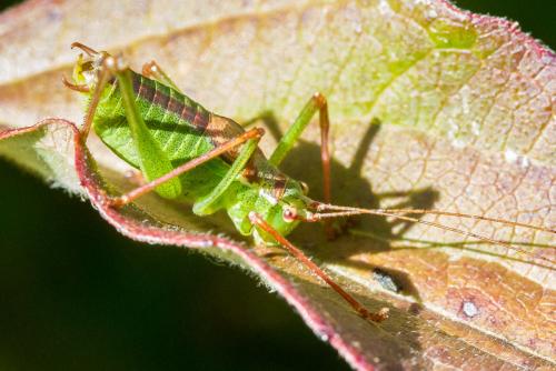 Réf. 349 032 : Leptophyes punctatissima