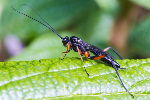 Exetastes calobatus