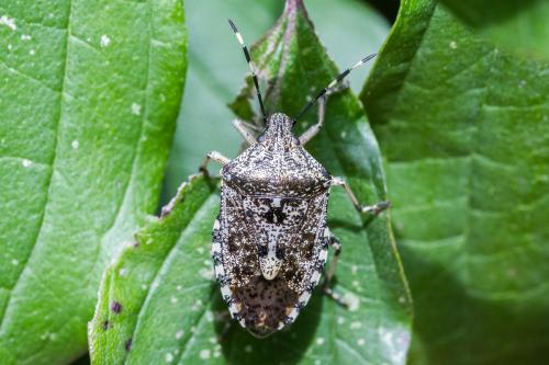 Réf. 349 380 : Rhaphigaster nebulosa