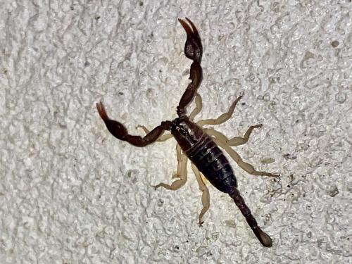 Euscorpius sp.
