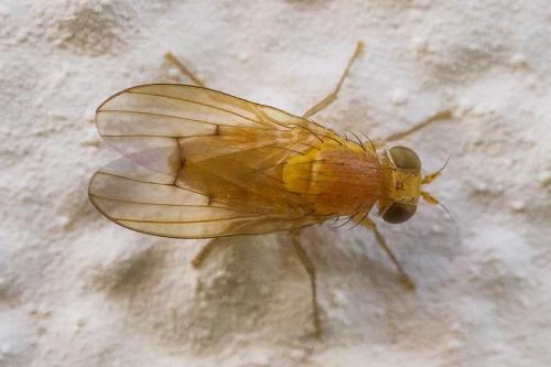 Réf. 349 431 : Homoneura interstincta