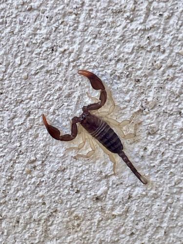 Euscorpius sp.