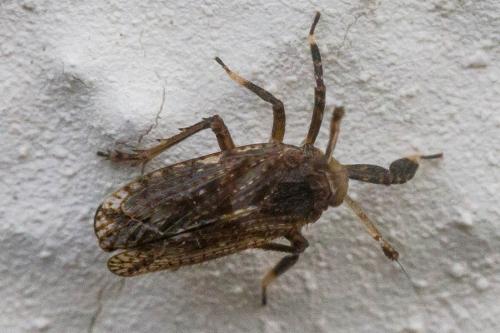 Réf. 349 612 : Asiraca clavicornis