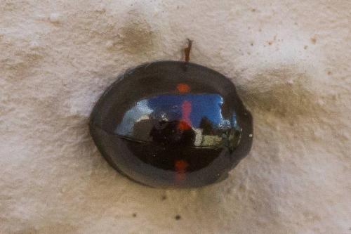 Réf. 349 827 : Chilocorus bipustulatus
