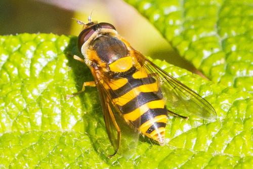 Réf. 349 870 : Syrphus sp.