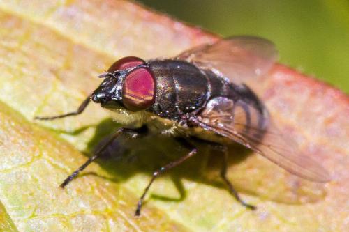 Stomorhina lunata