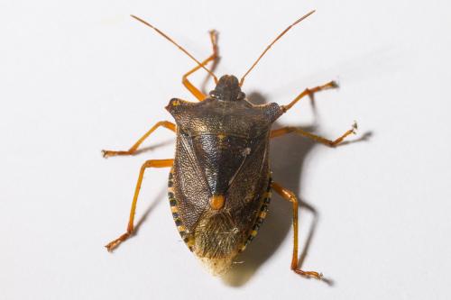 Réf. 349 990 : Pentatoma rufipes